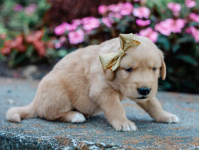 Photo of Masey