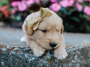 Photo of Masey