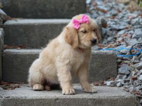 Photo of Missy