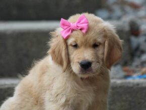 Photo of Missy