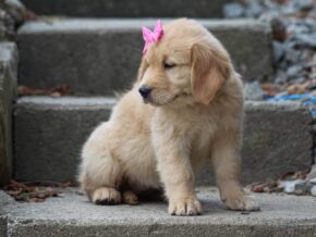 Photo of Missy