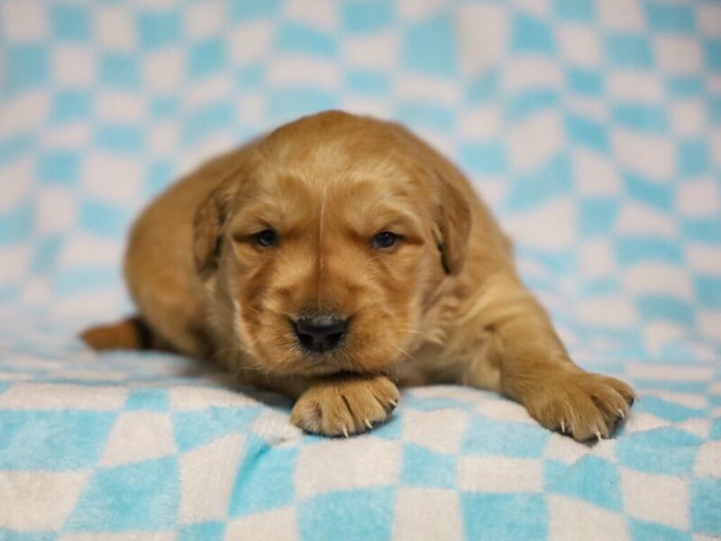 Yapper-Molly Golden Retriever image