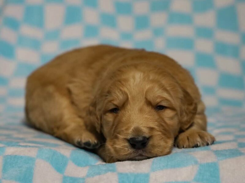 Yapper-Molly Golden Retriever image