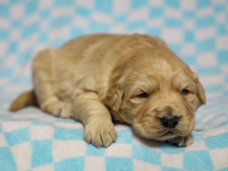Yapper-Molly Golden Retriever image